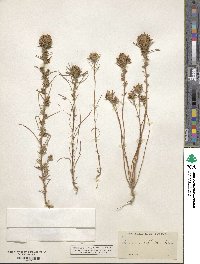 Calycadenia multiglandulosa image