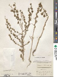 Hemizonia congesta subsp. clevelandii image