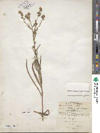 Hemizonia congesta subsp. clevelandii image