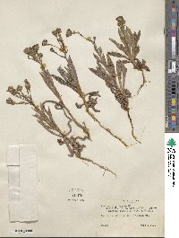 Hemizonia congesta subsp. lutescens image