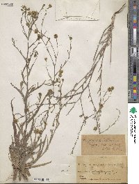 Hemizonia congesta subsp. lutescens image