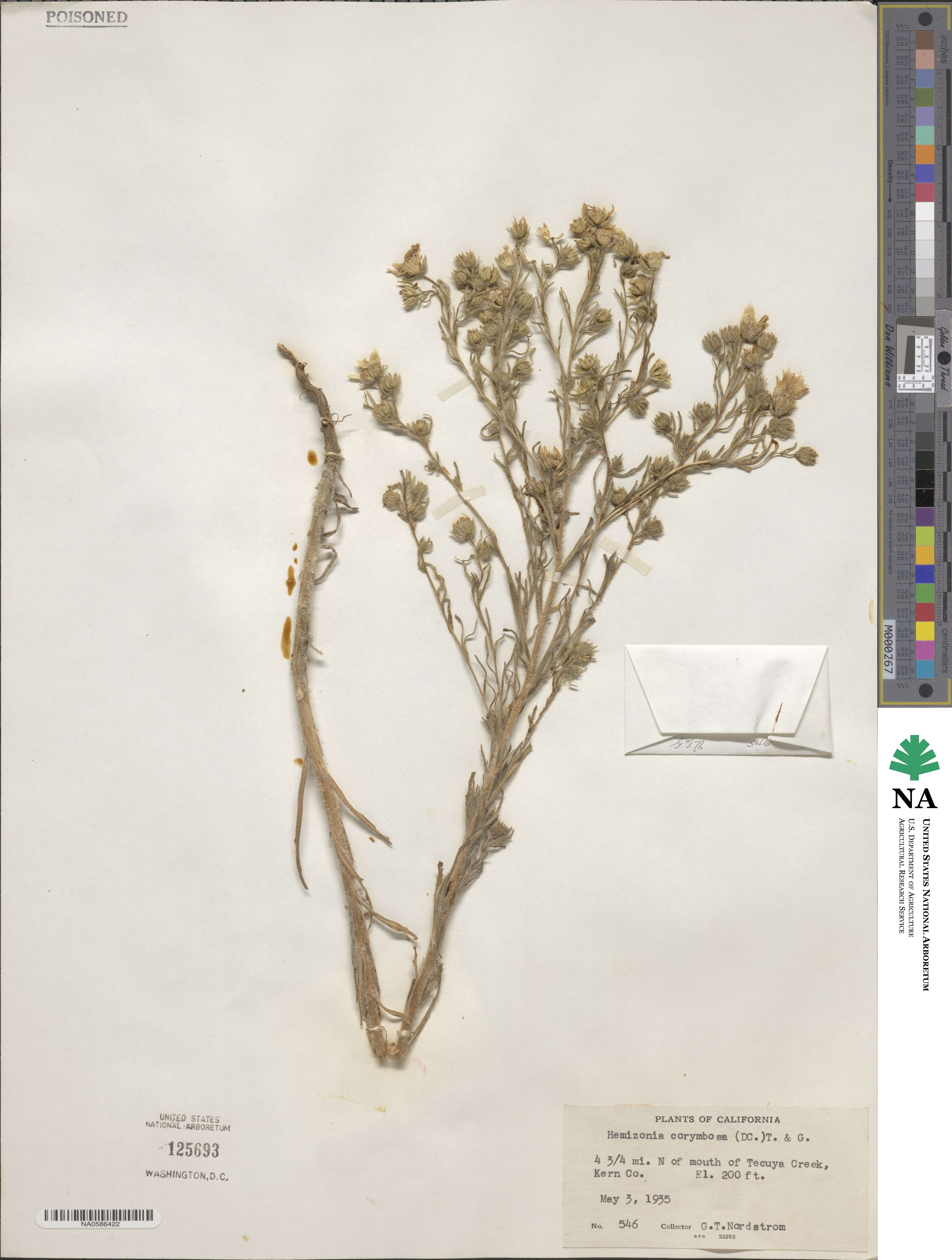 Deinandra corymbosa image