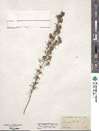 Calycadenia villosa image