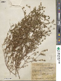 Deinandra fasciculata image