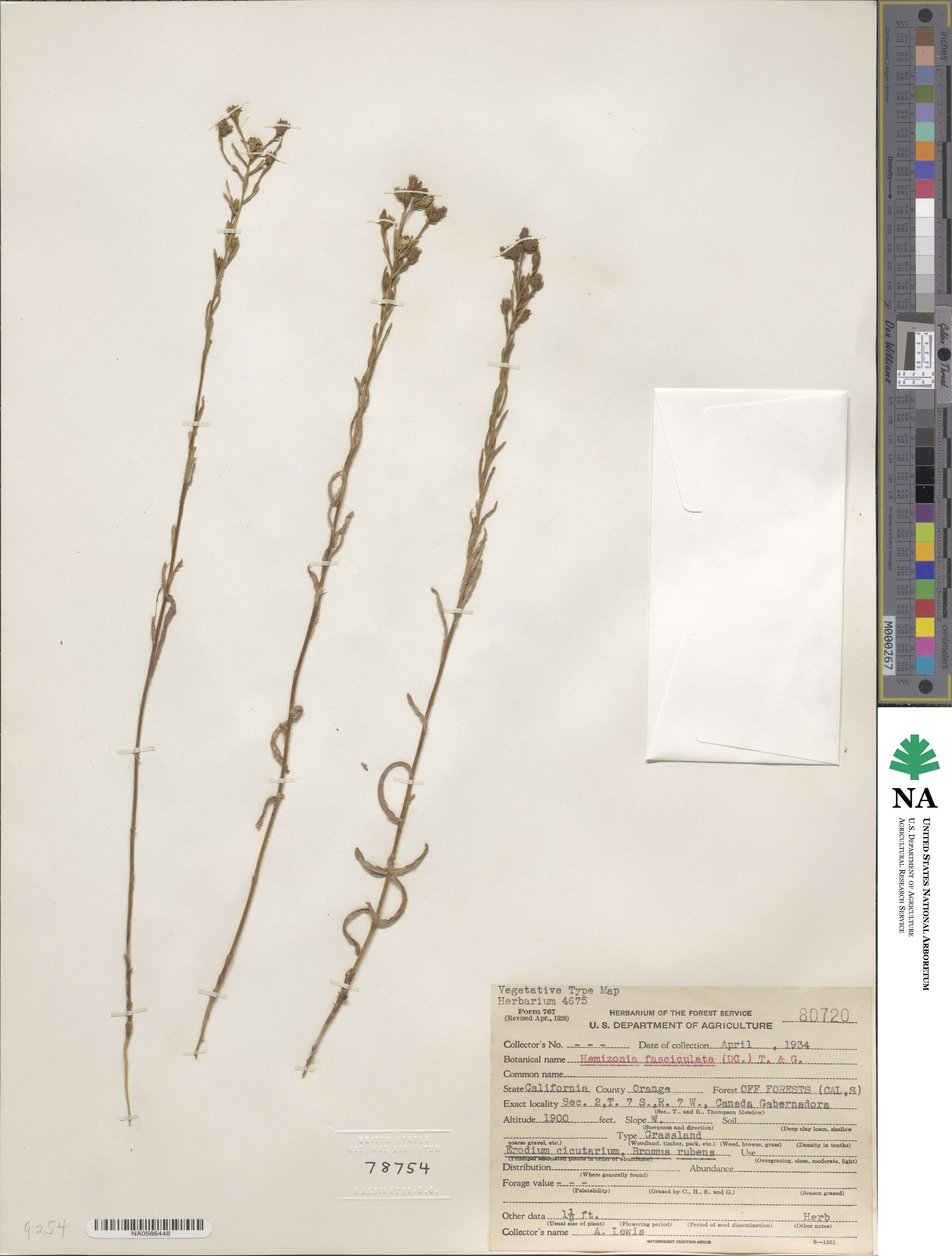 Deinandra fasciculata image