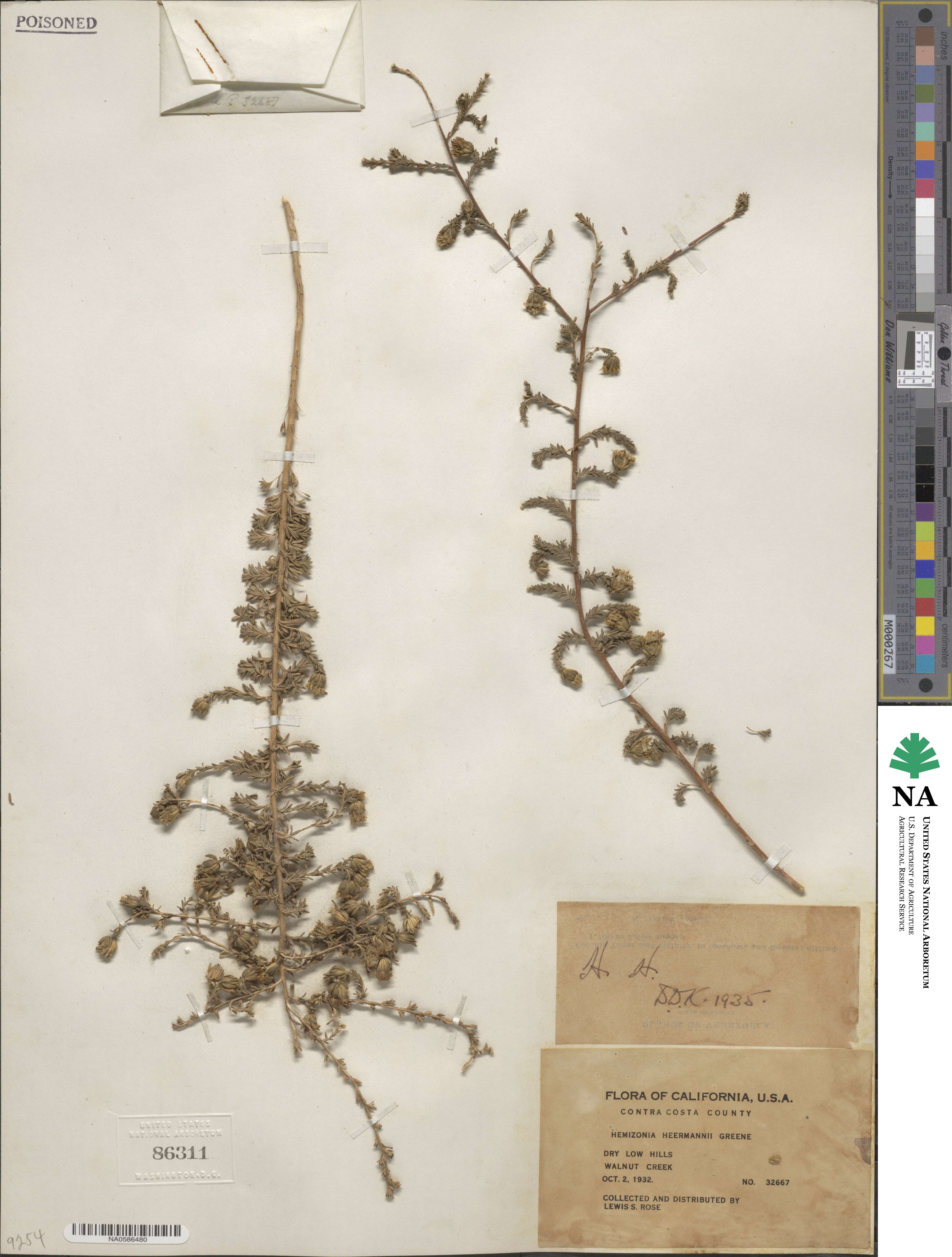 Holocarpha heermannii image