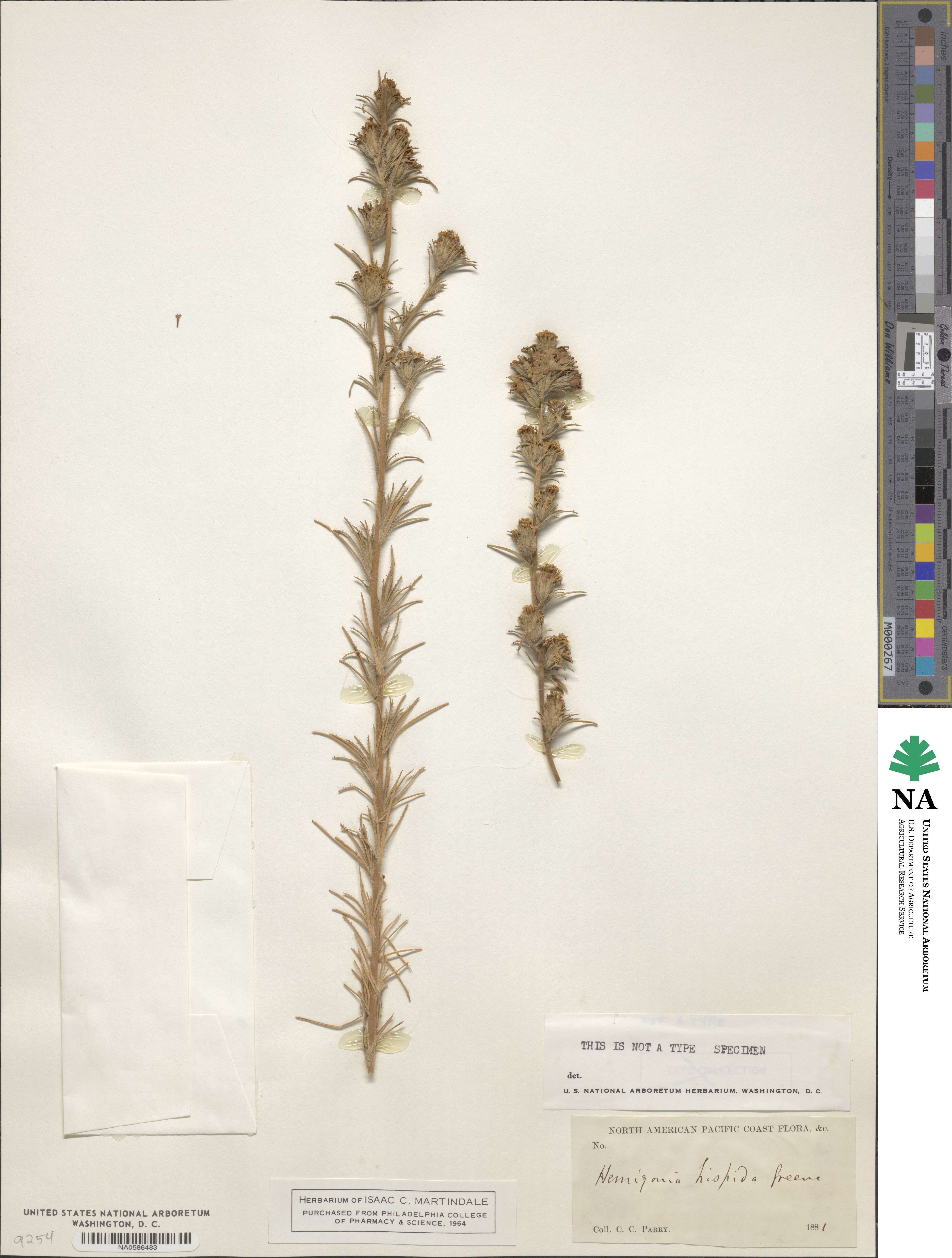 Calycadenia multiglandulosa image