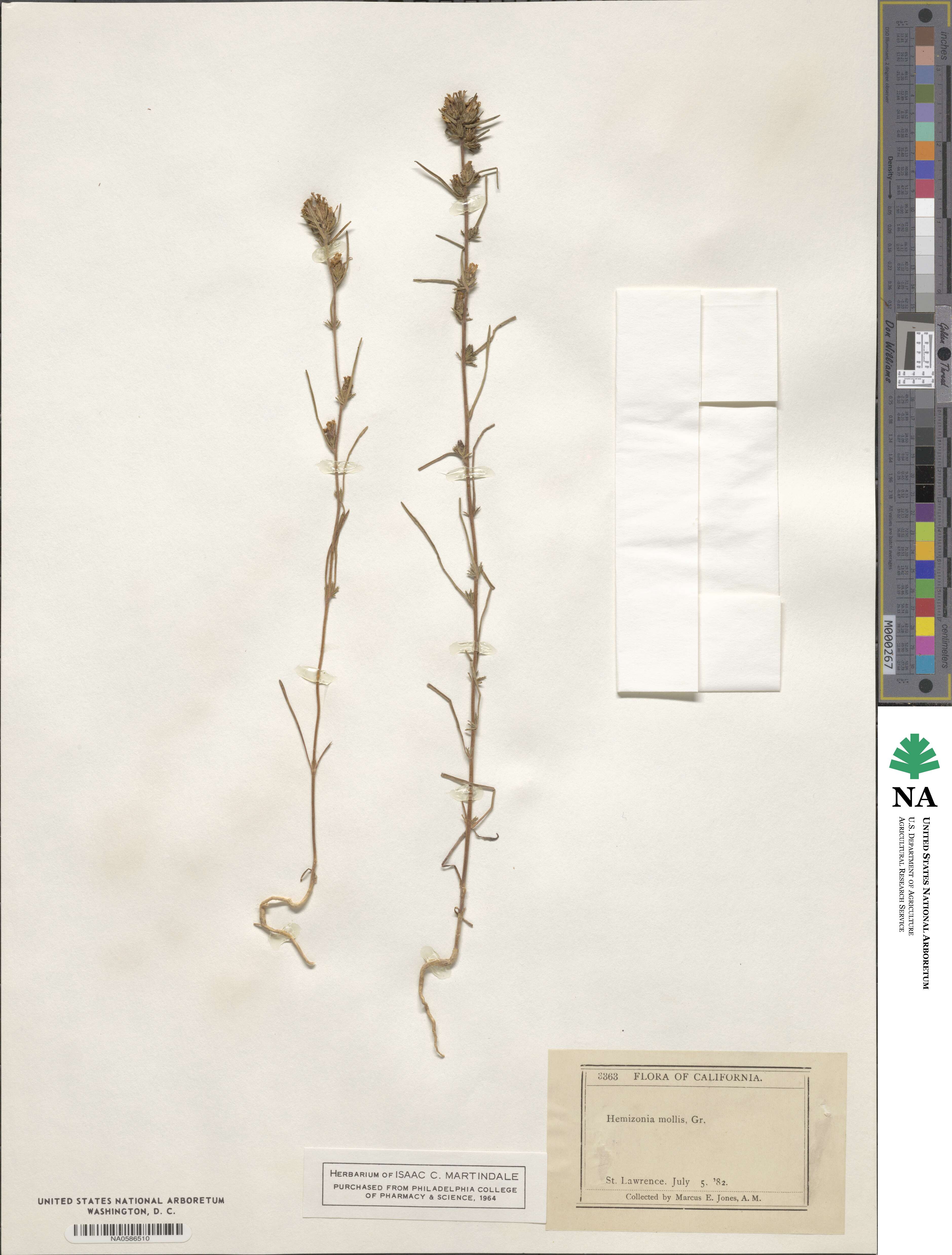 Calycadenia mollis image