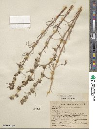 Calycadenia mollis image