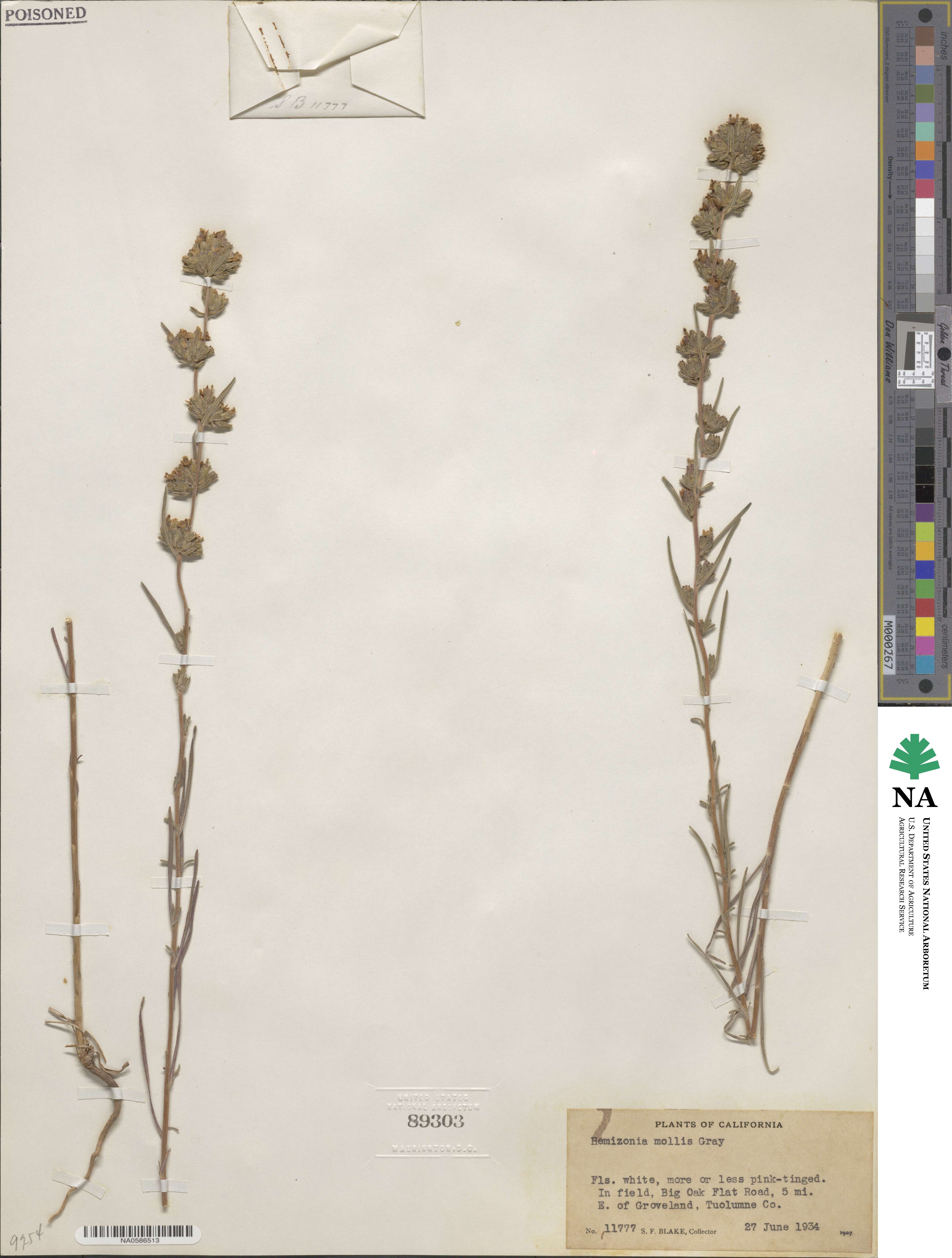 Calycadenia mollis image