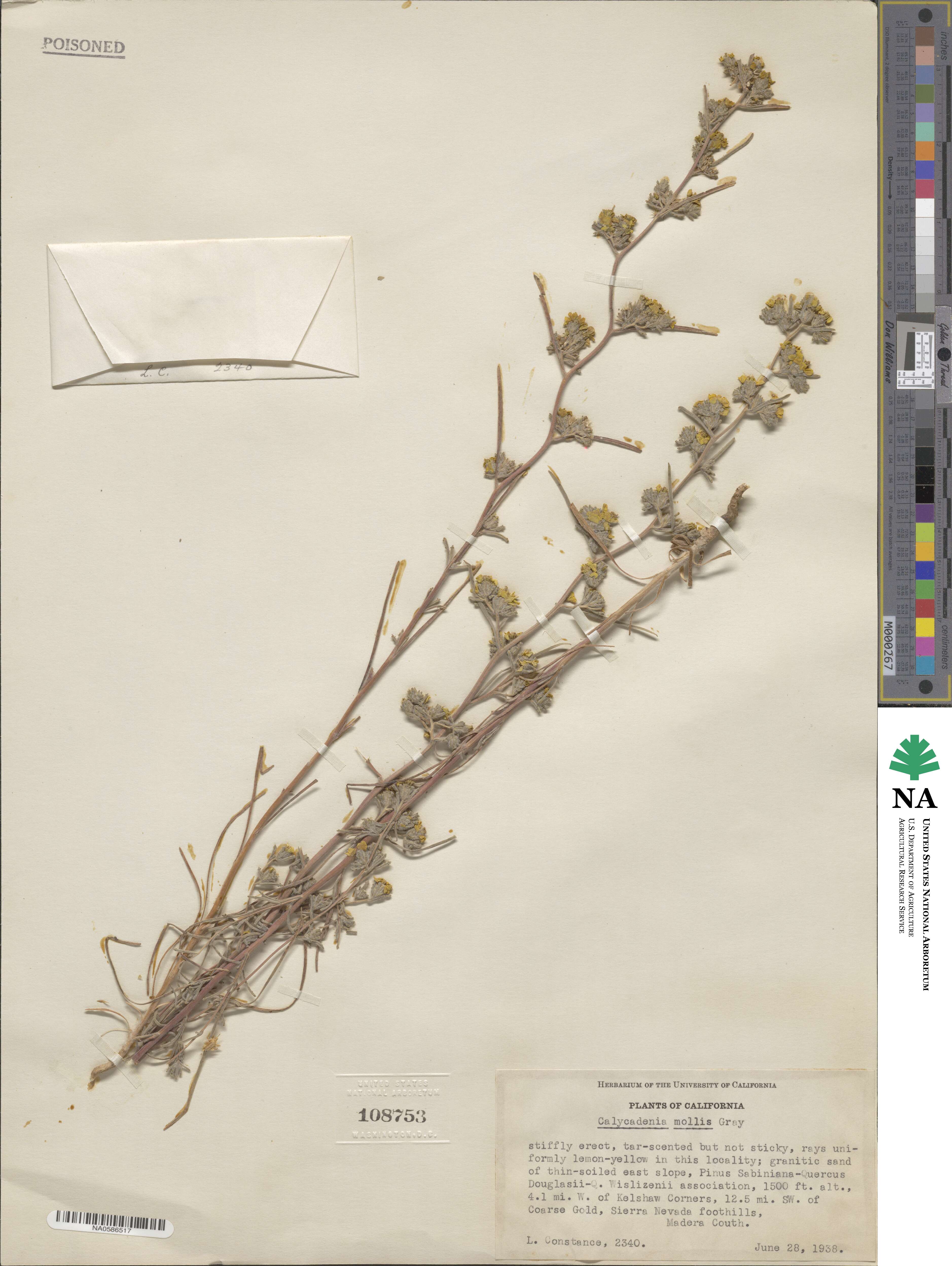 Calycadenia mollis image