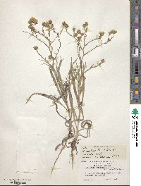 Hemizonia congesta subsp. lutescens image