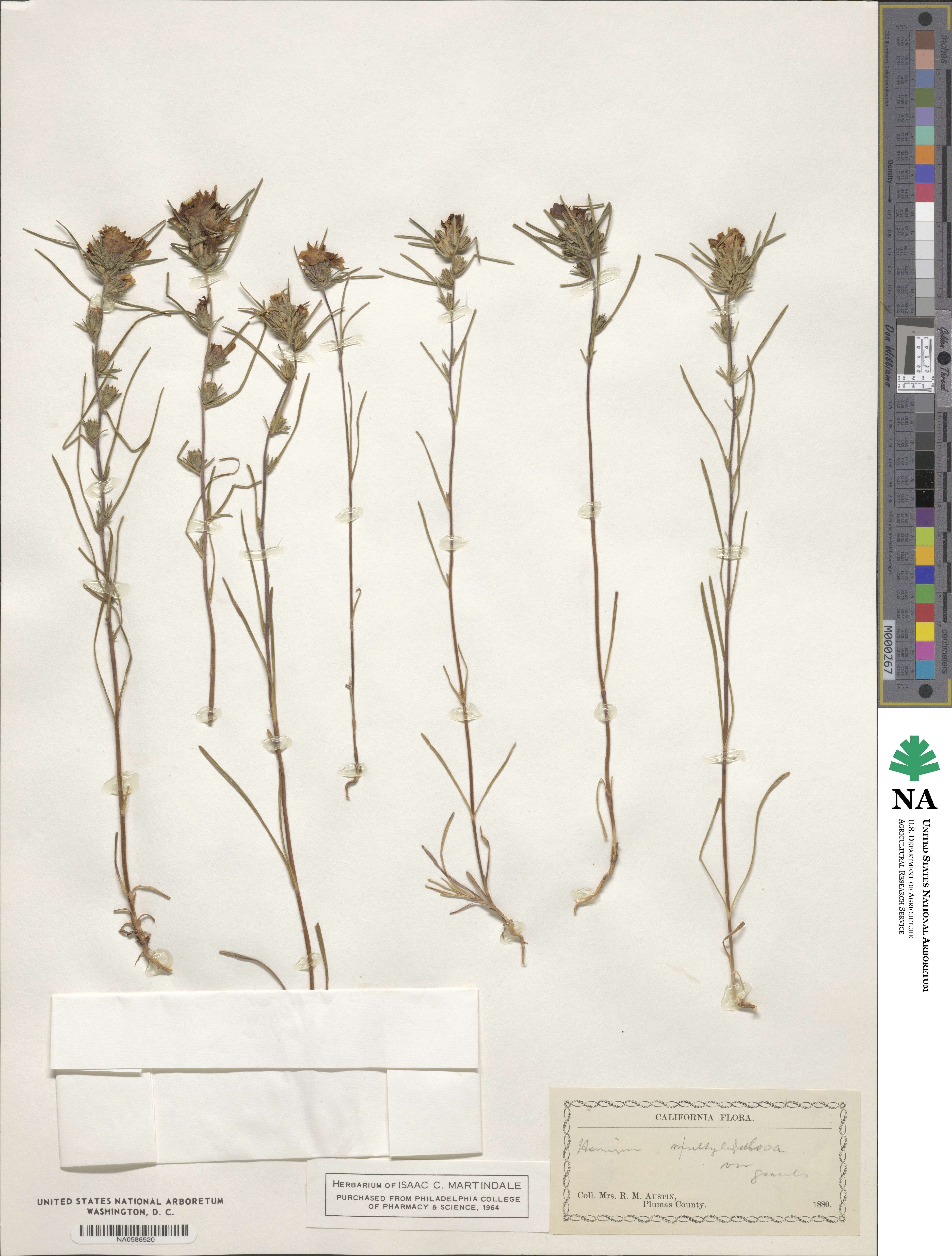 Calycadenia multiglandulosa image