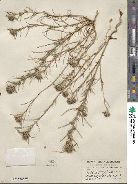 Calycadenia multiglandulosa image