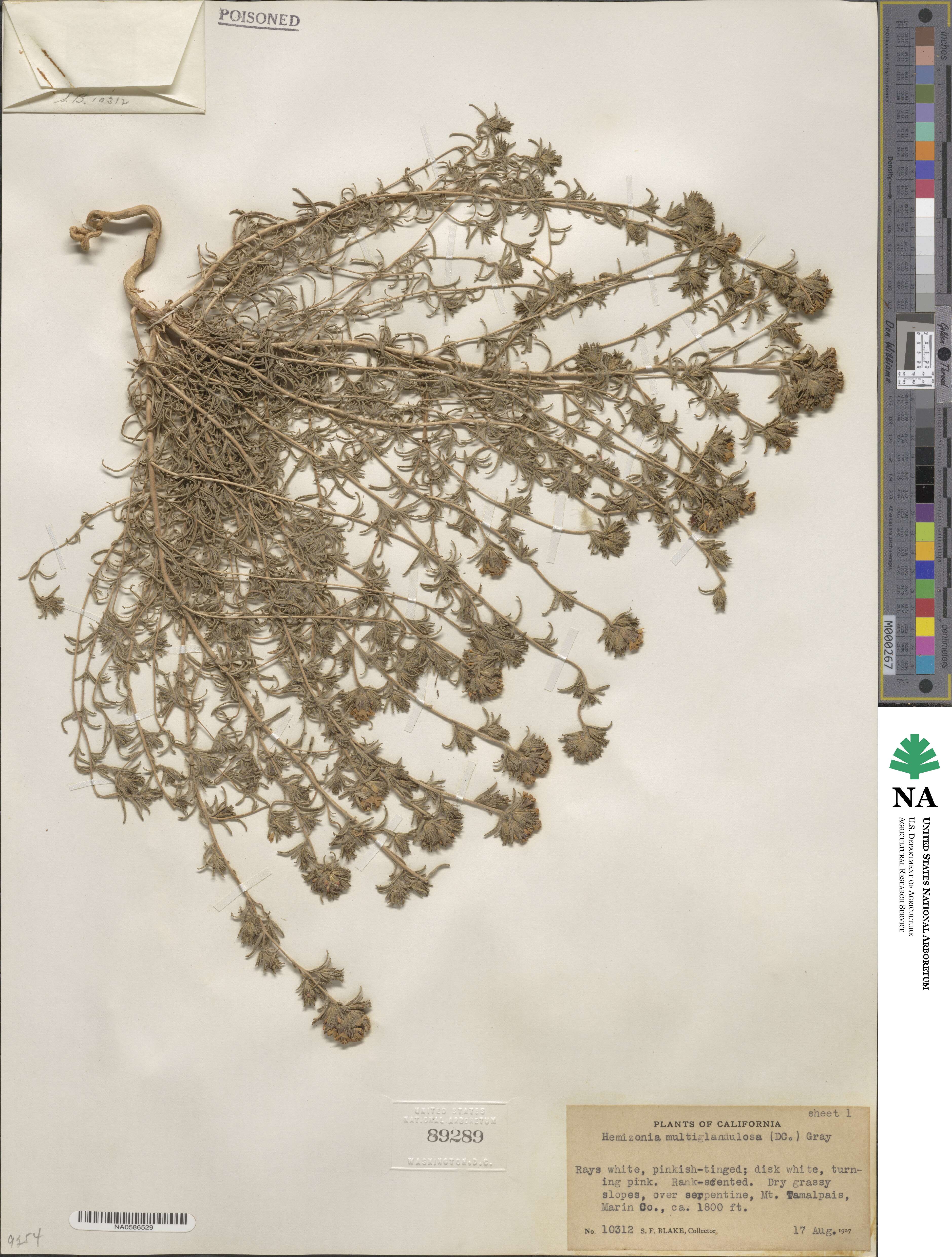 Calycadenia multiglandulosa image