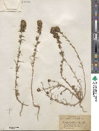 Calycadenia multiglandulosa image