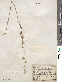 Calycadenia multiglandulosa image