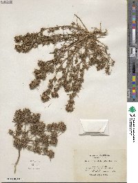 Calycadenia multiglandulosa image