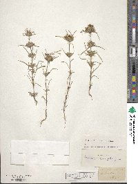 Hemizonia oppositifolia image