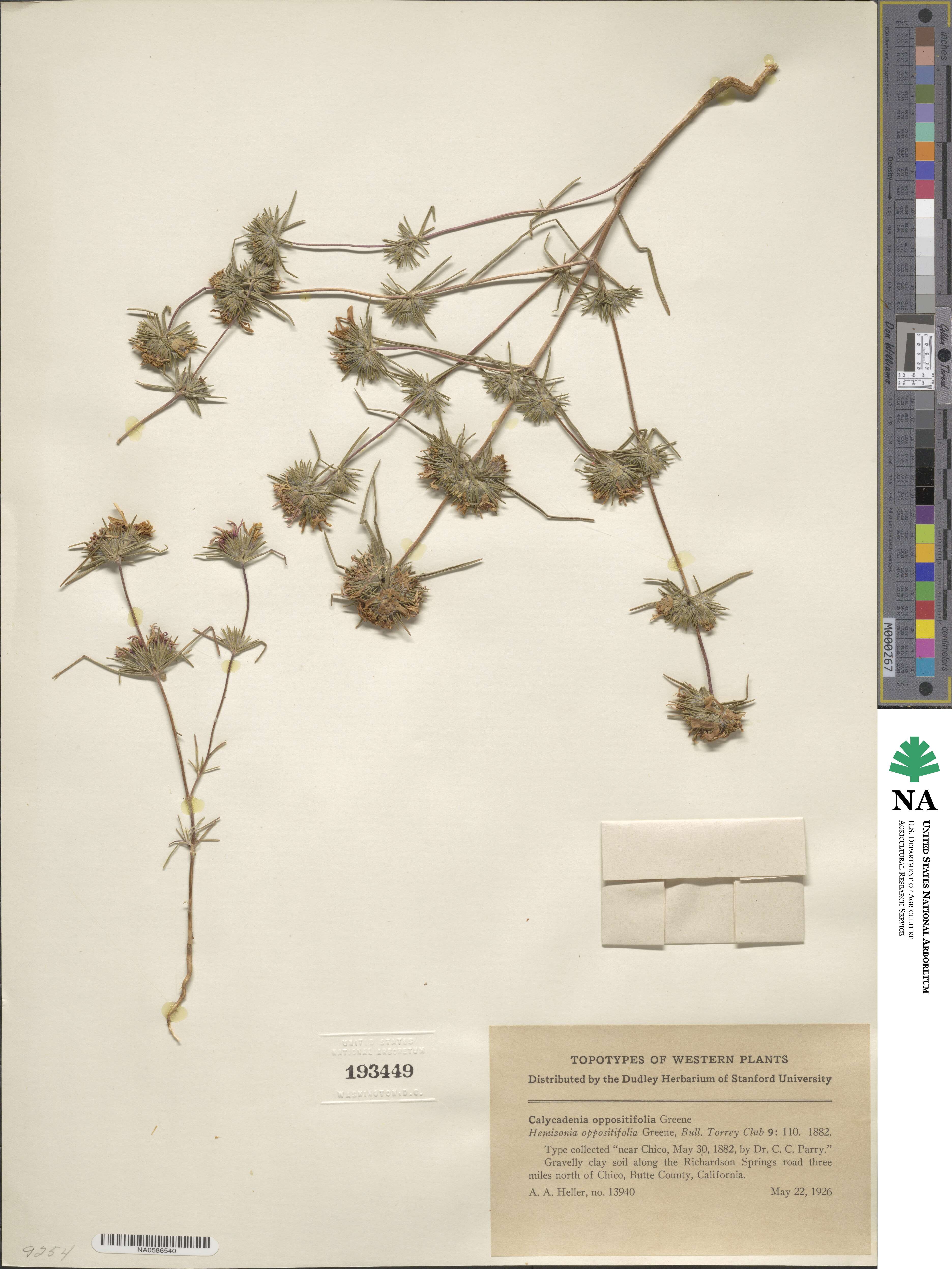 Hemizonia oppositifolia image