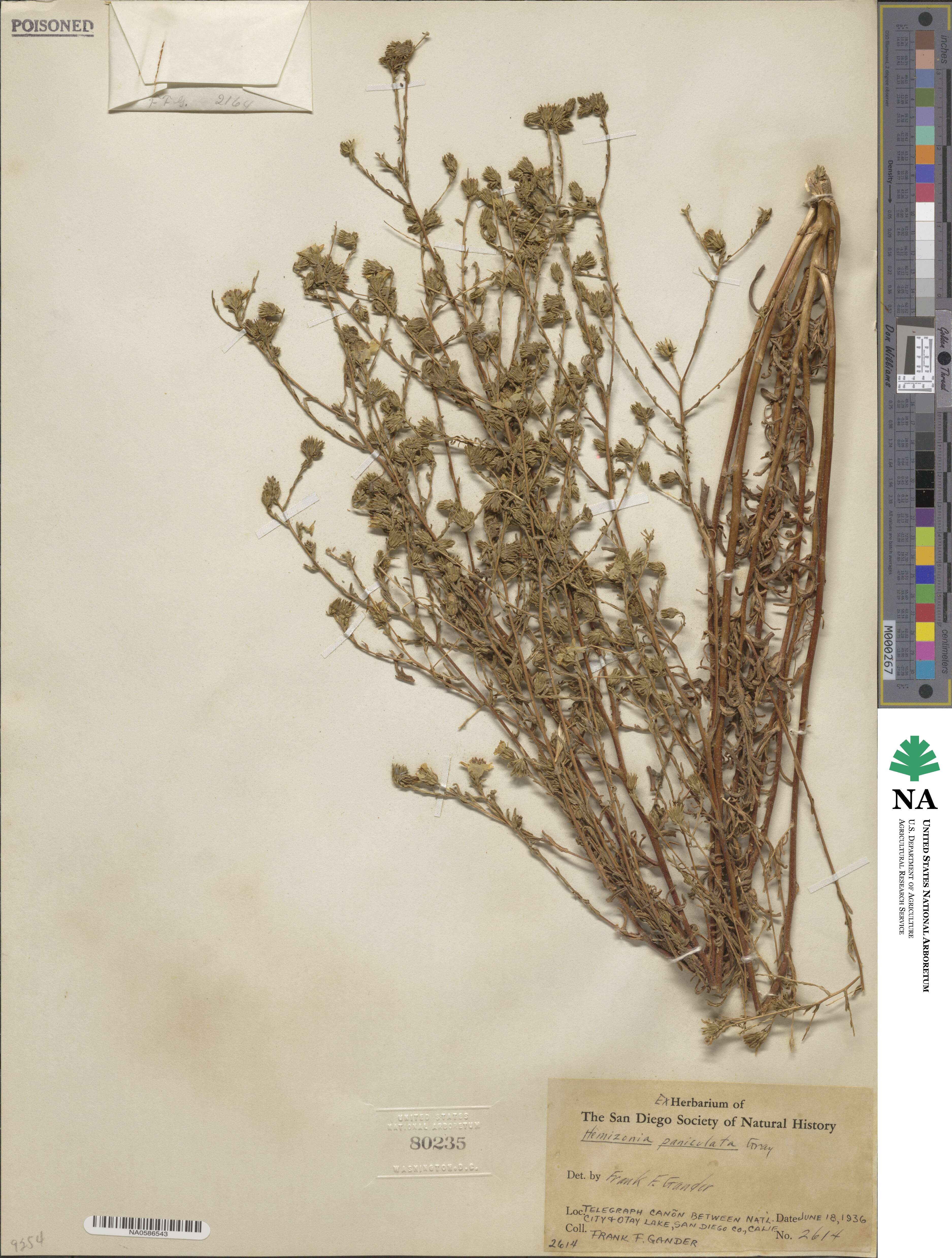Deinandra paniculata image