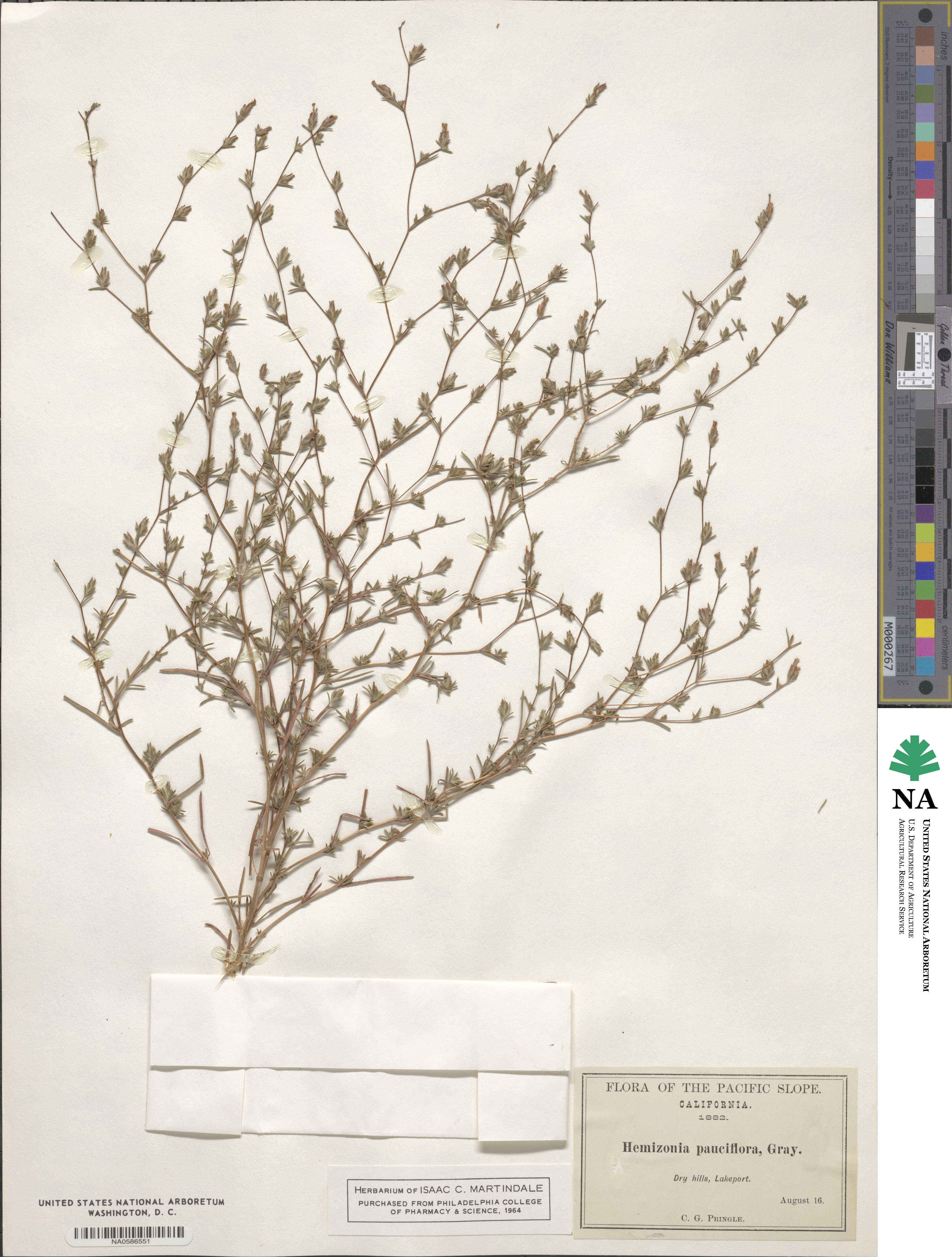 Calycadenia pauciflora image