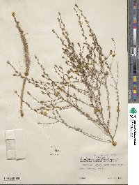 Calycadenia pauciflora image