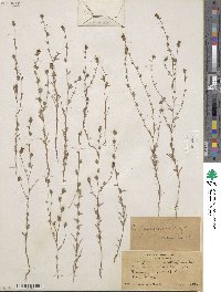 Calycadenia pauciflora image