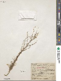 Calycadenia pauciflora image