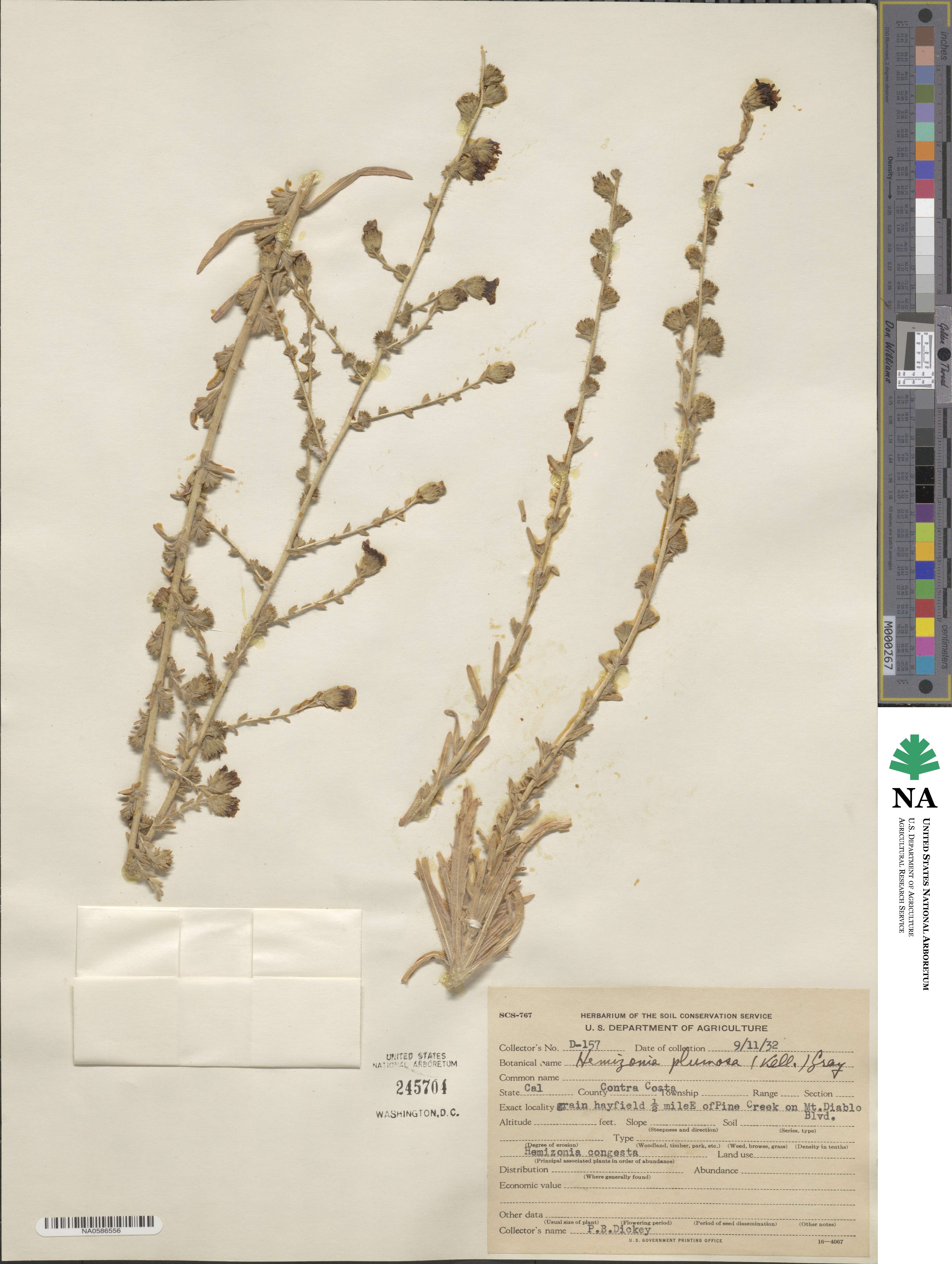 Blepharizonia image