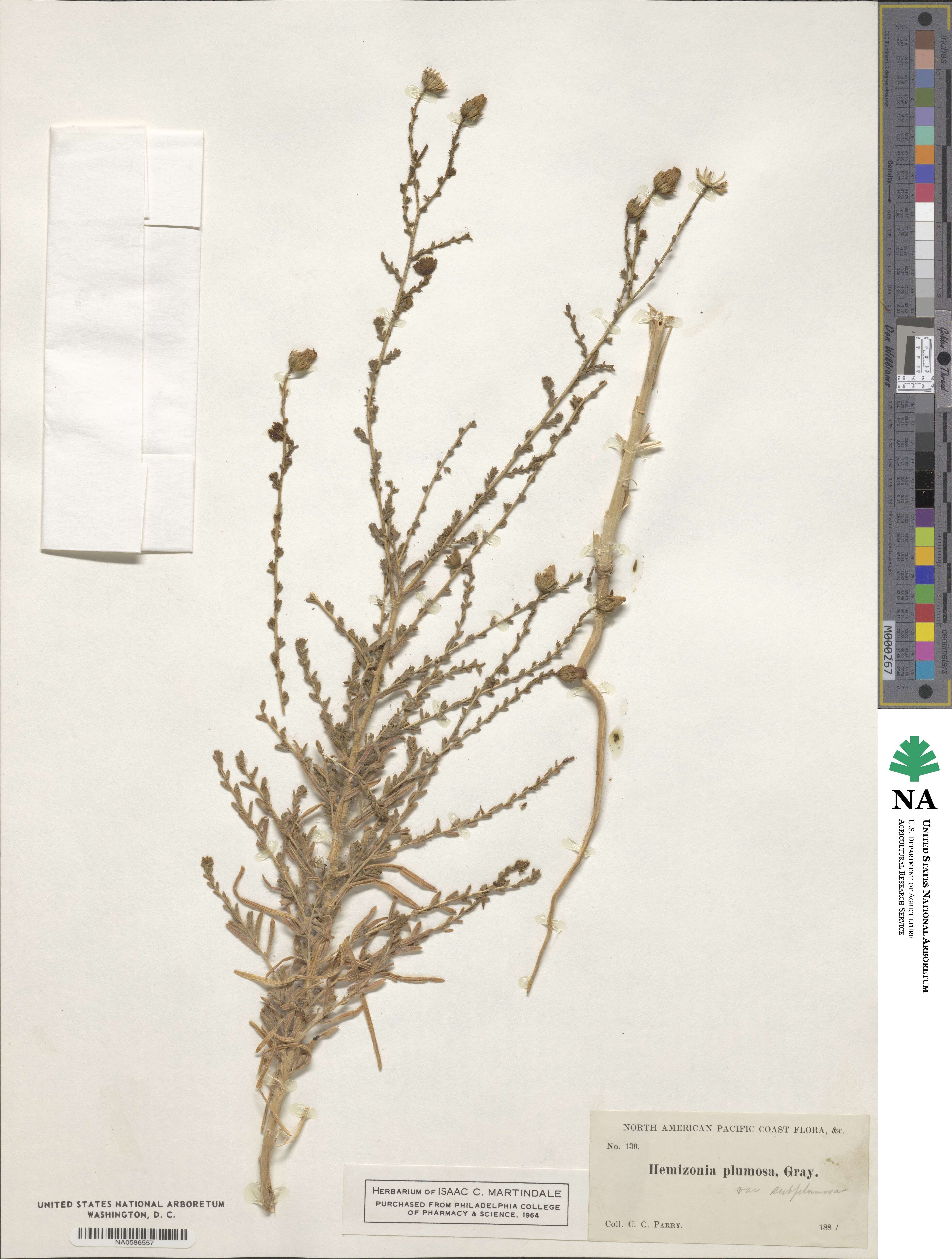 Blepharizonia plumosa image
