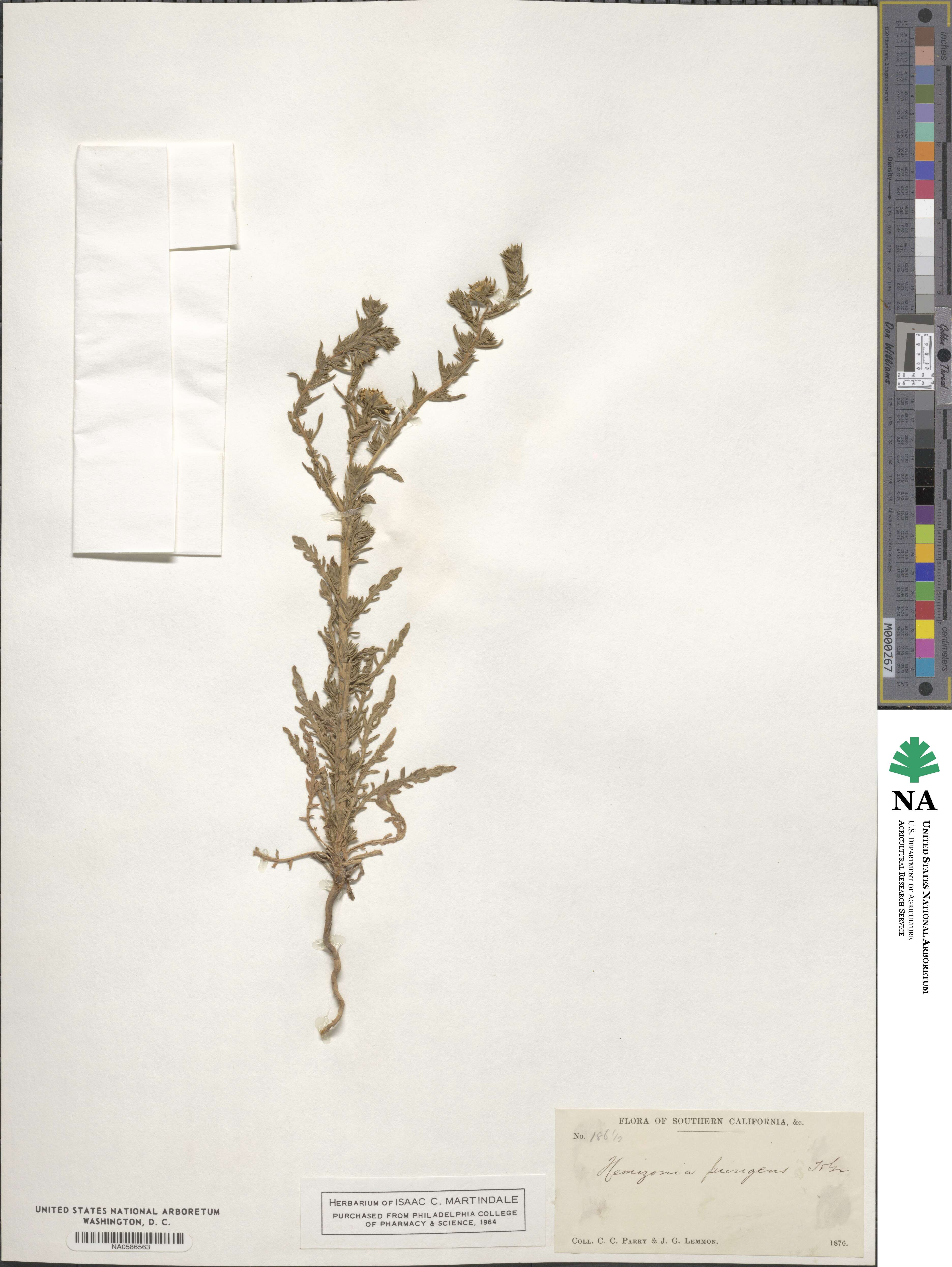 Centromadia pungens subsp. pungens image