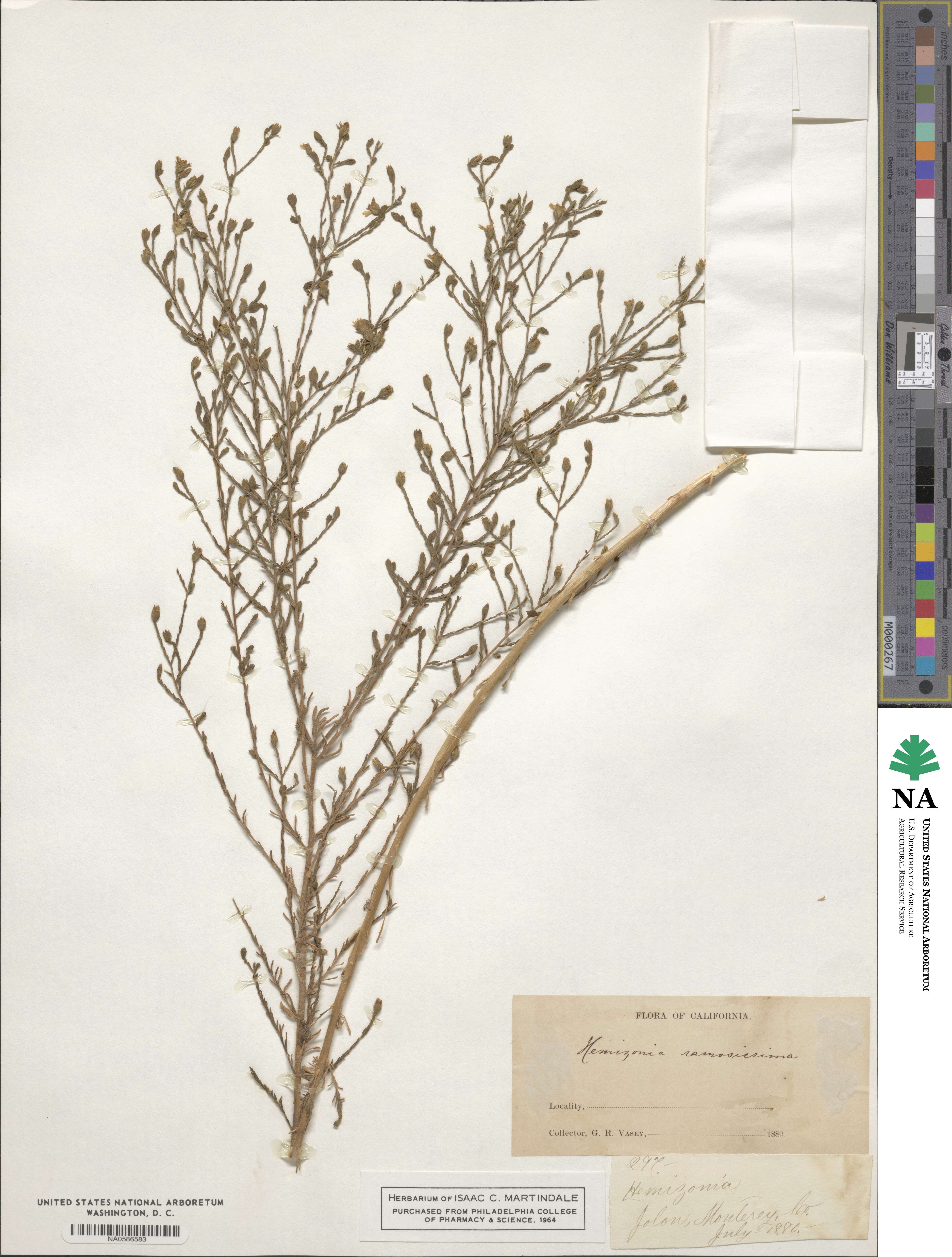 Deinandra fasciculata image