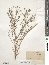 Deinandra fasciculata image