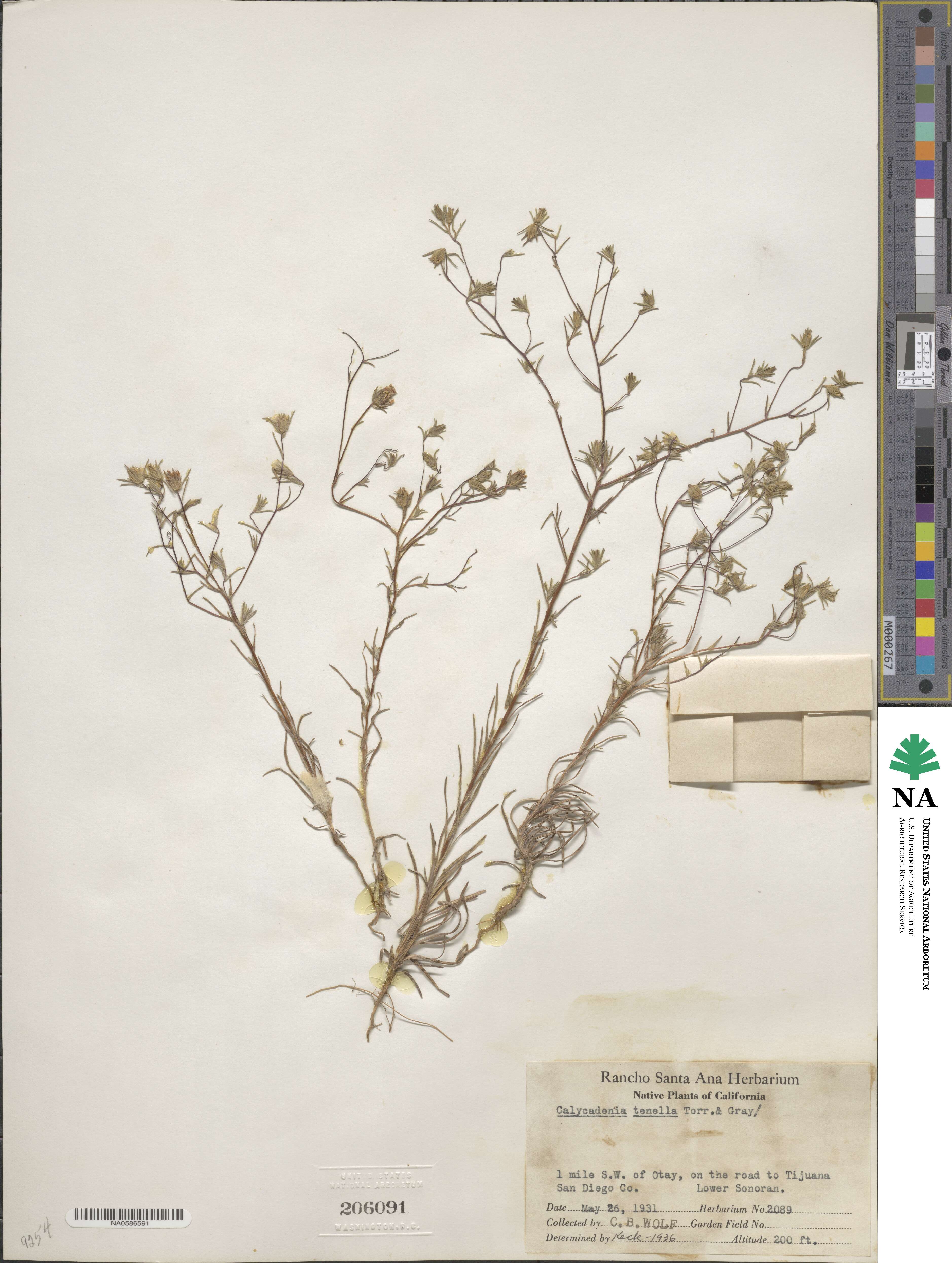 Osmadenia tenella image