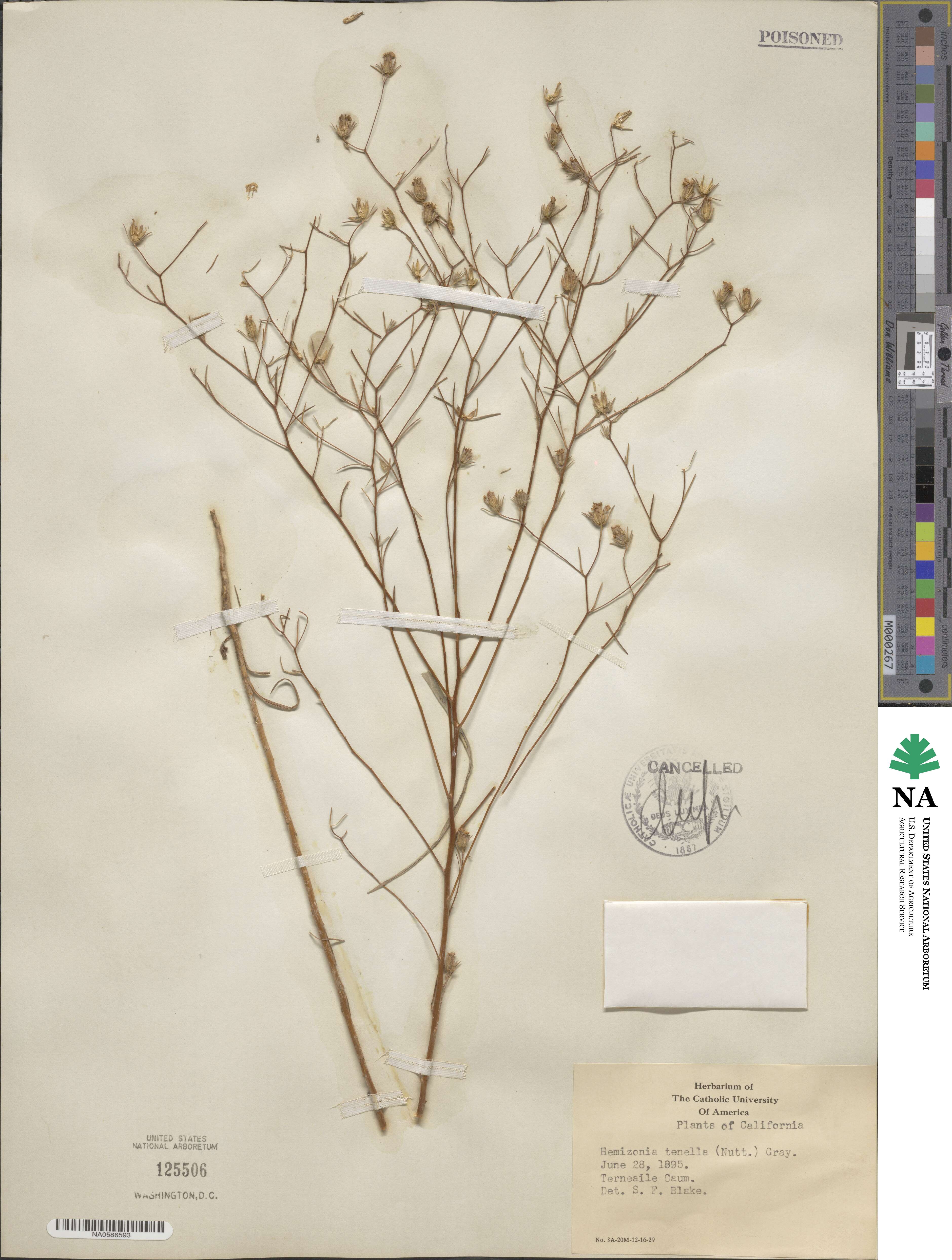 Osmadenia tenella image
