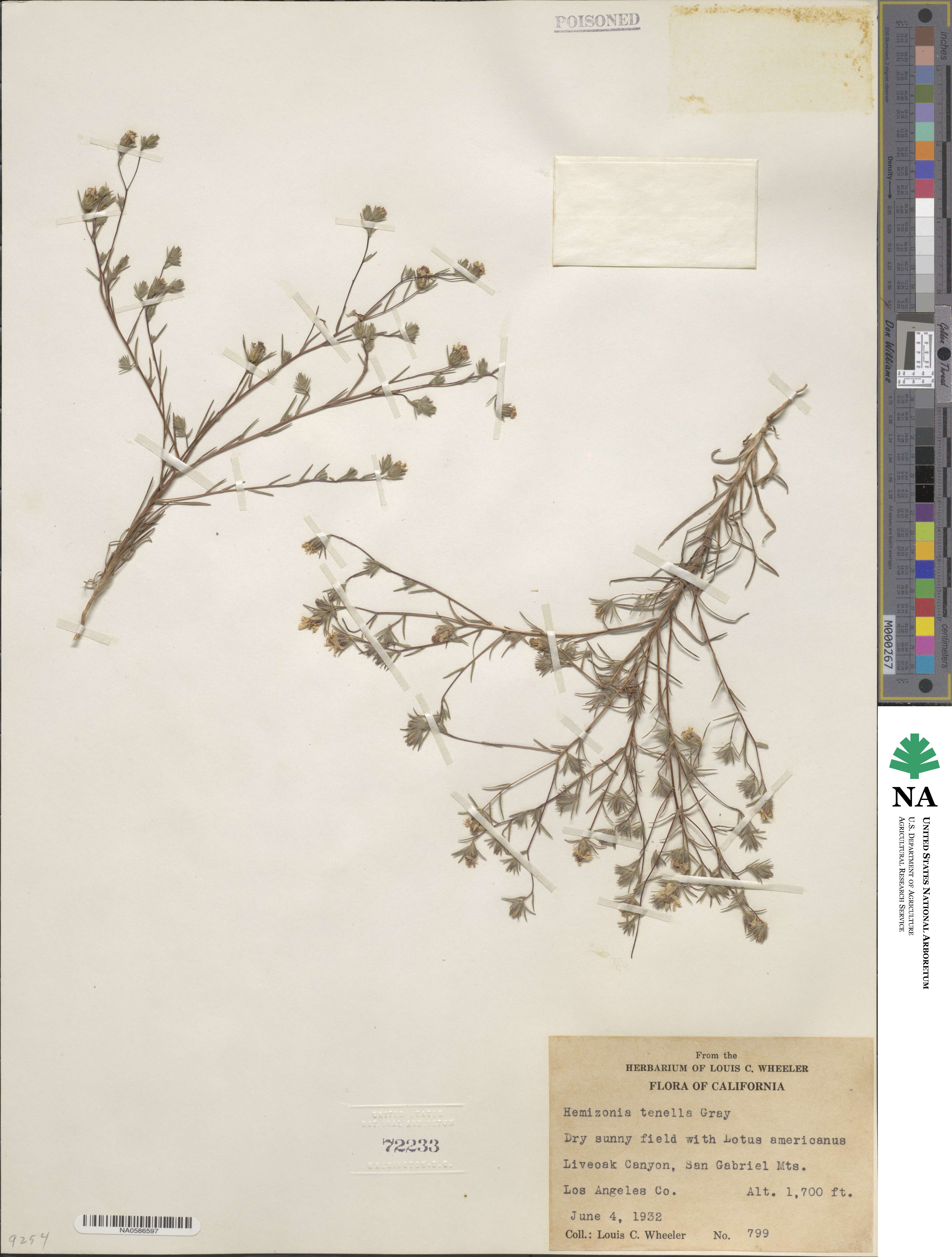 Osmadenia tenella image