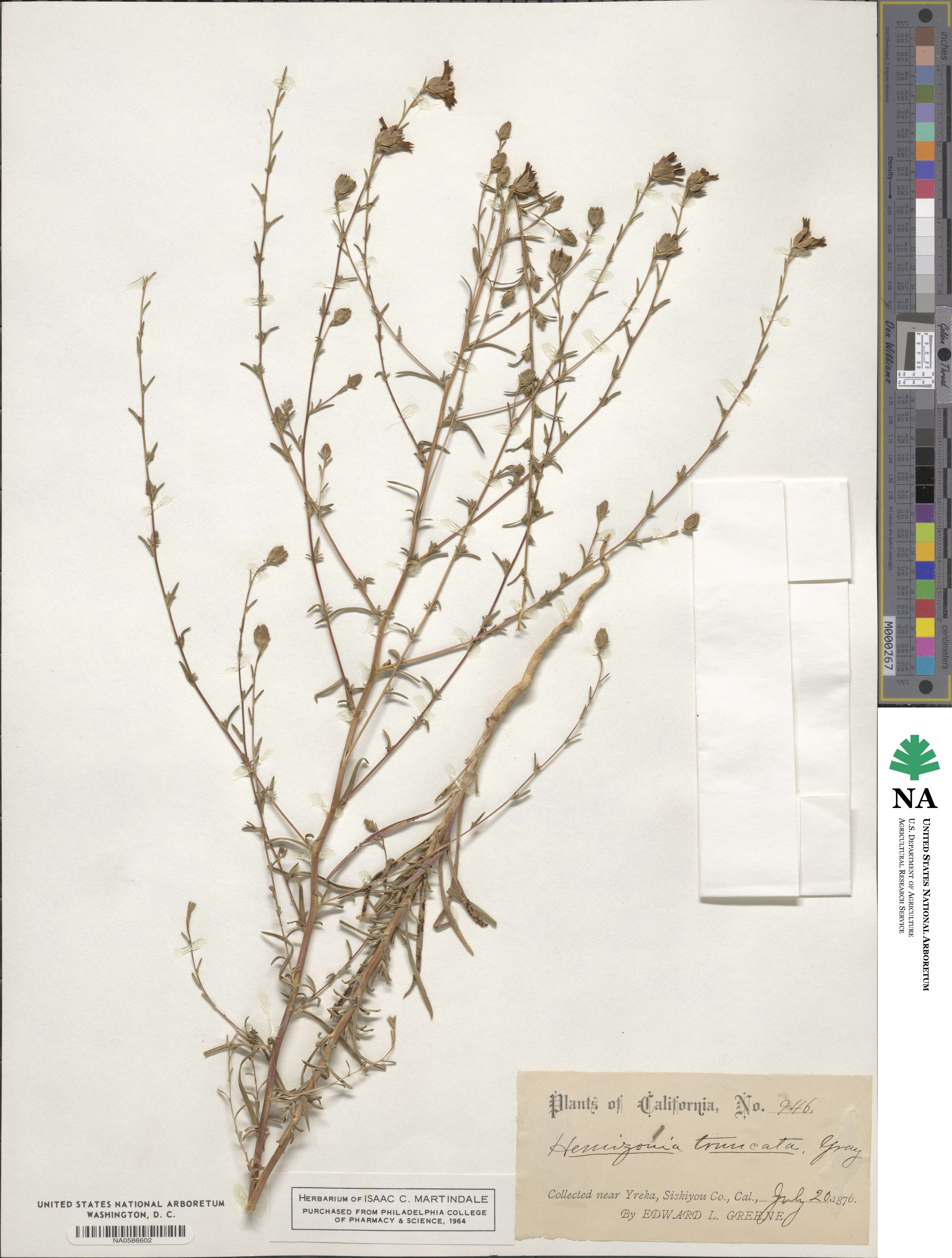 Calycadenia truncata image