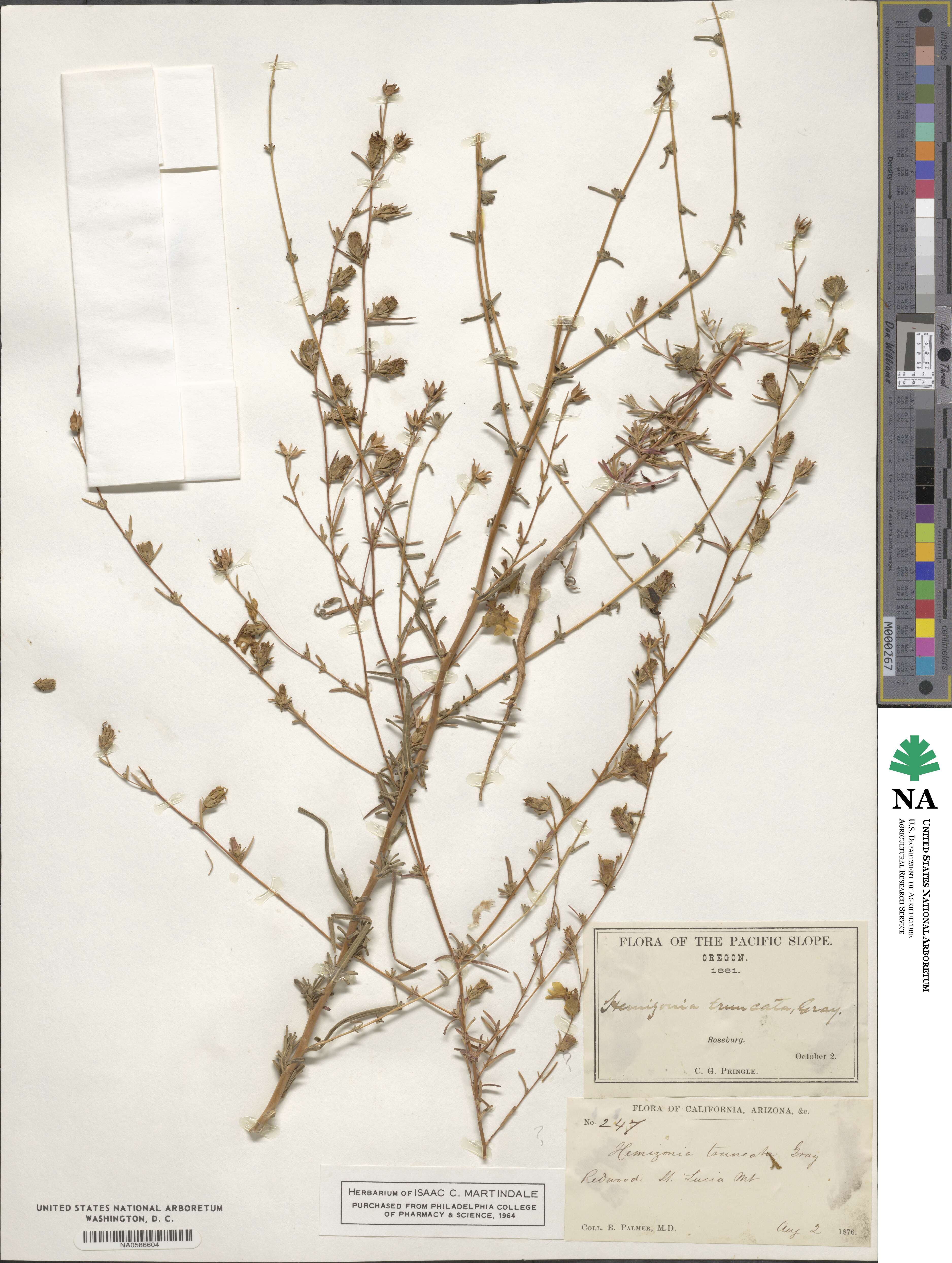 Calycadenia truncata image