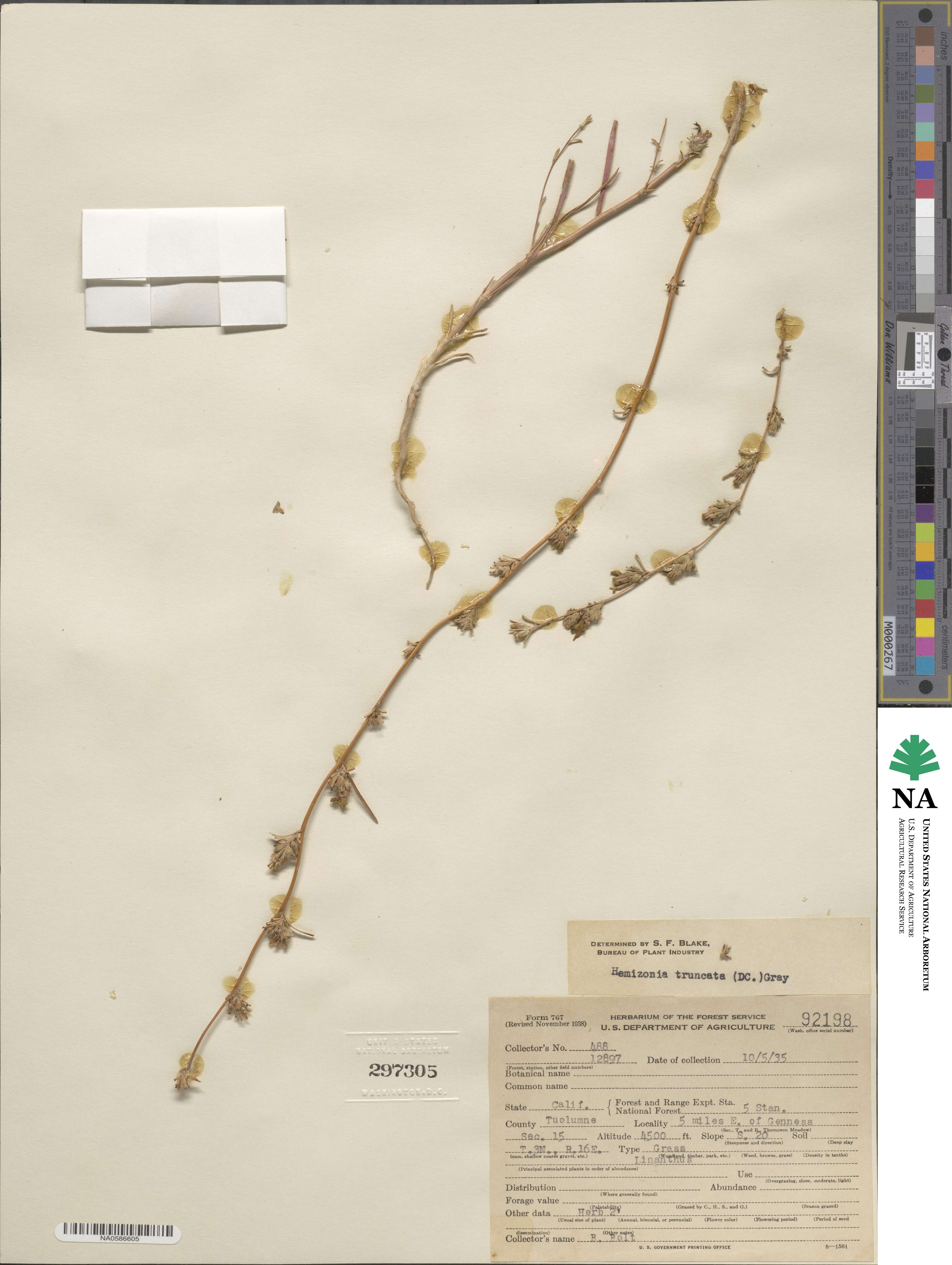 Calycadenia truncata image