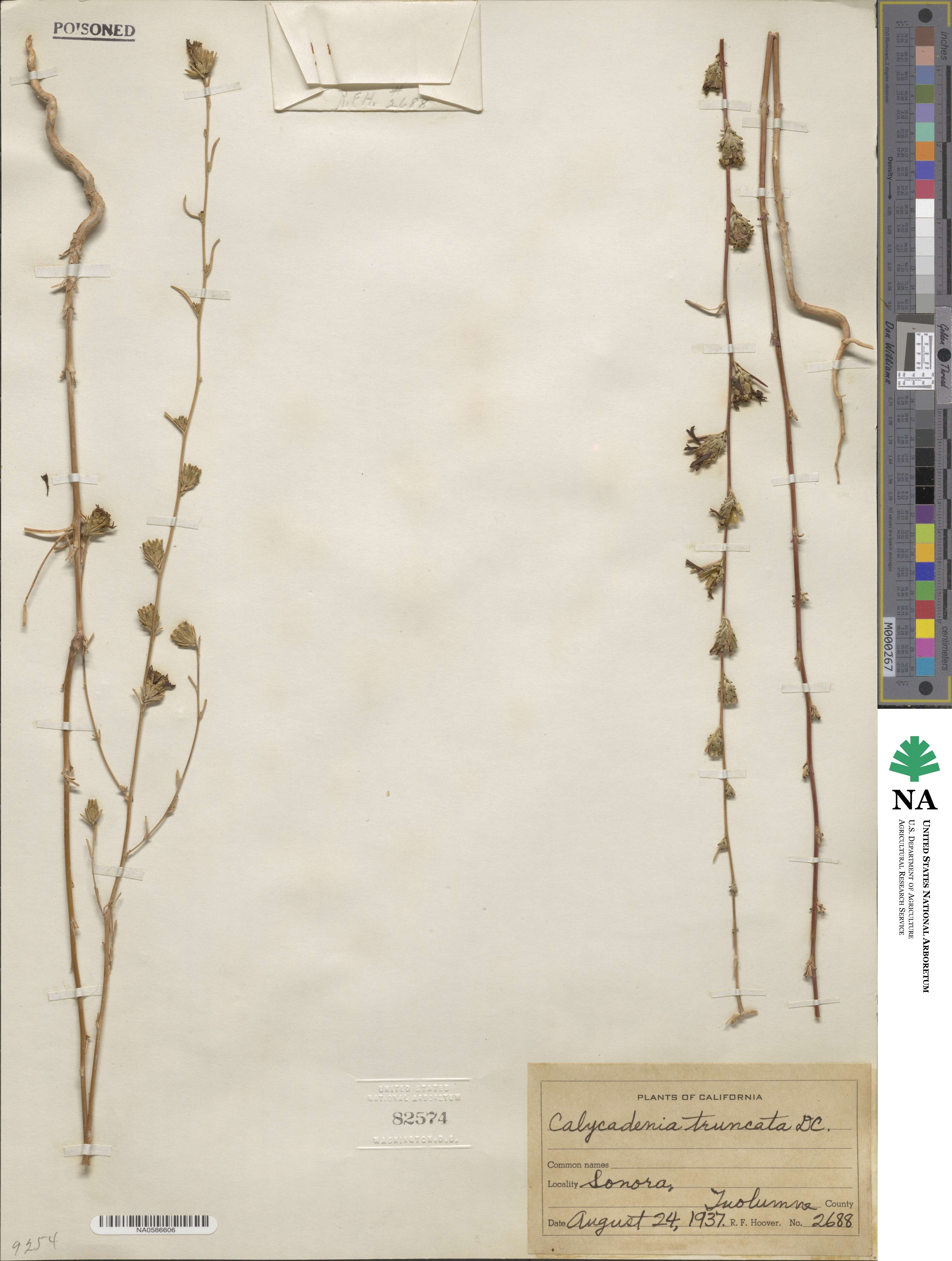 Calycadenia truncata image