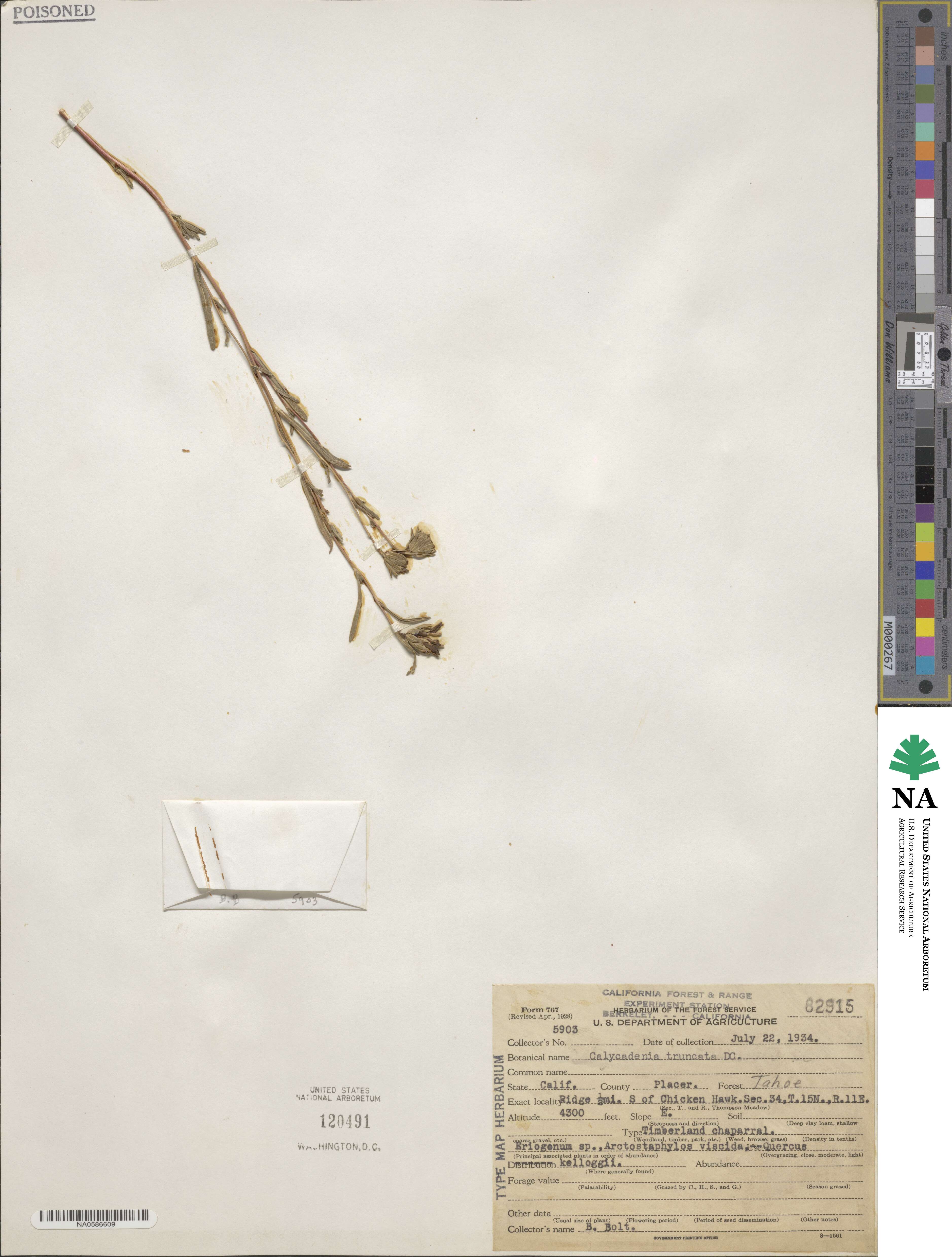 Calycadenia truncata image