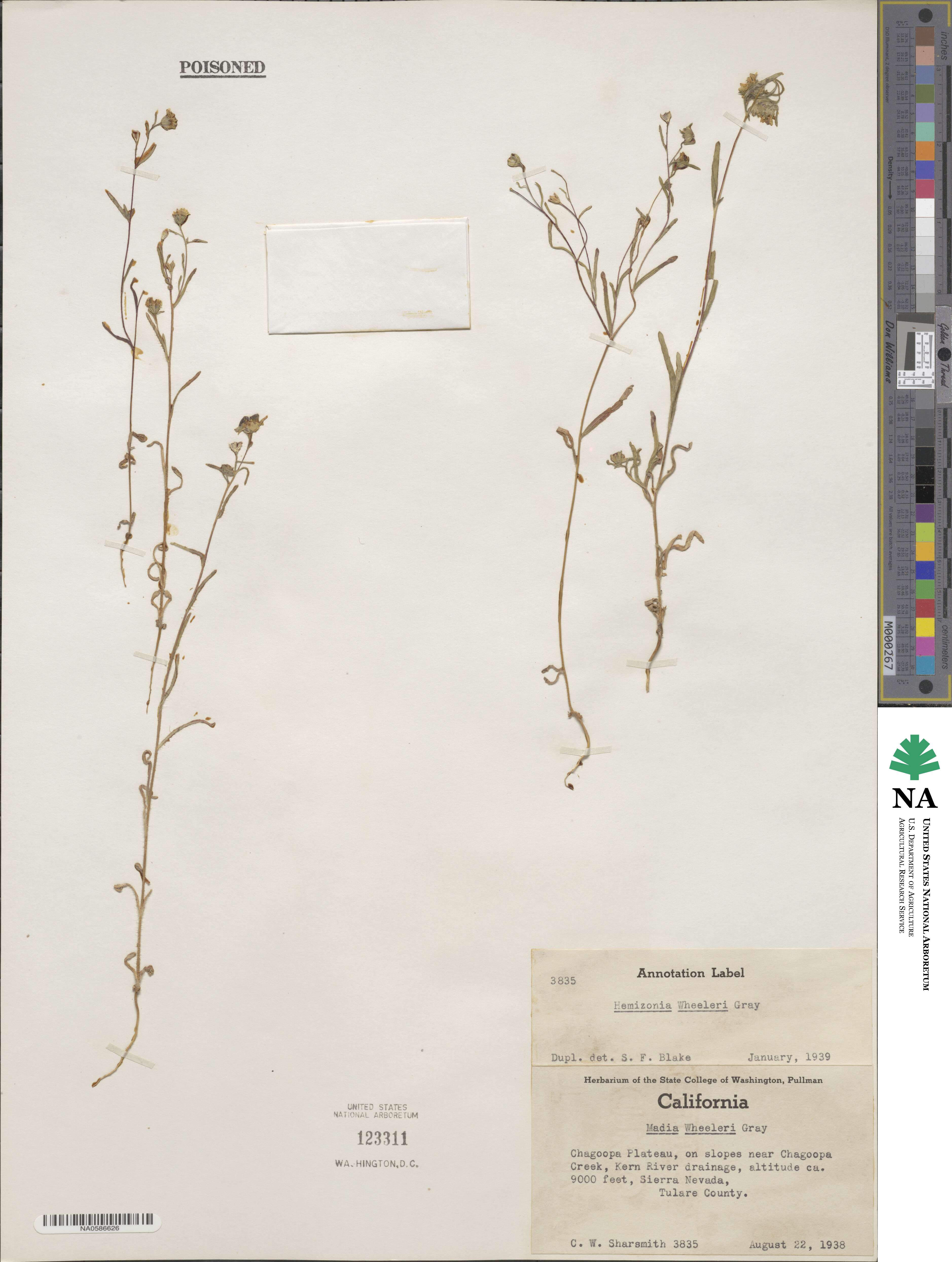 Madia elegans image