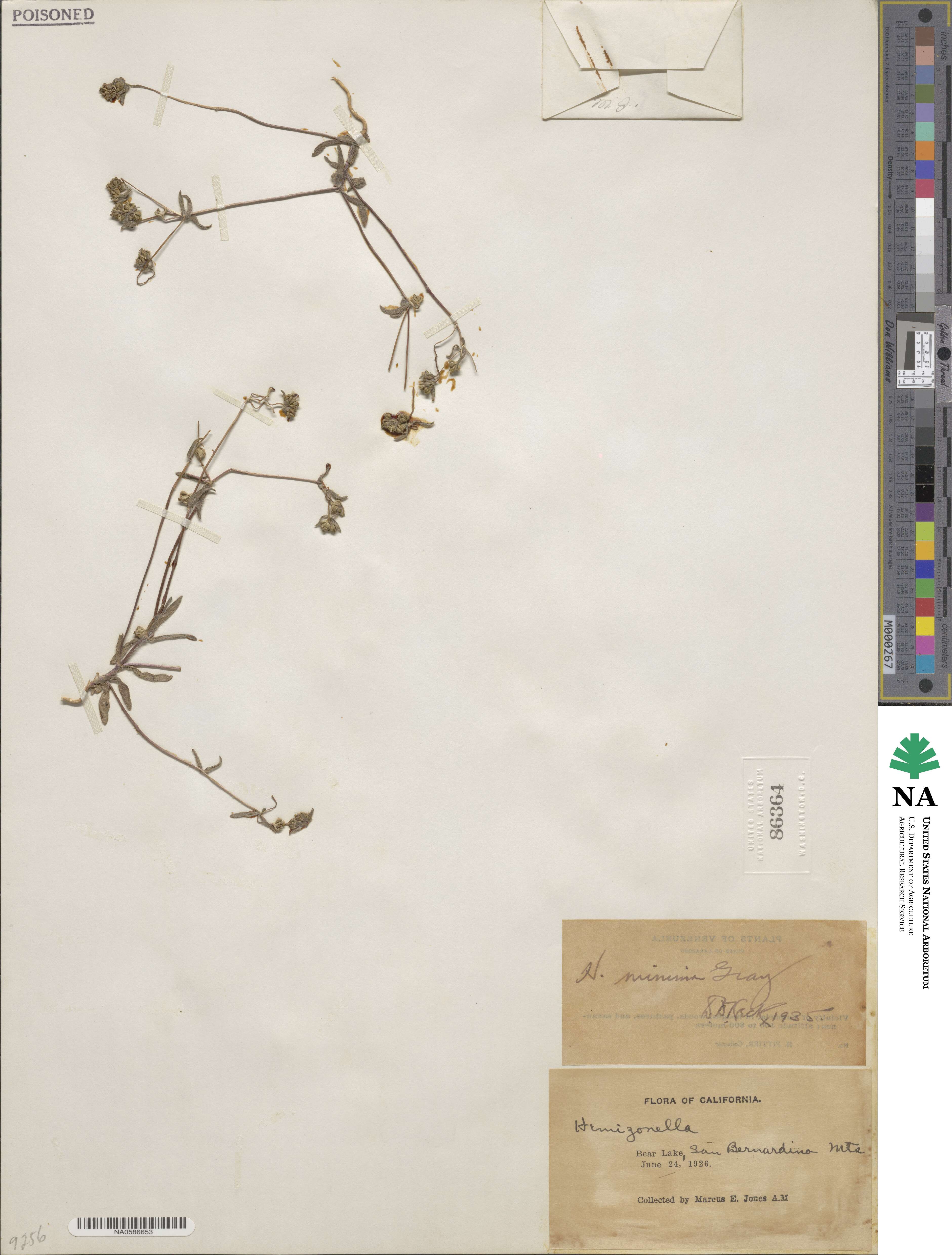 Hemizonella minima image
