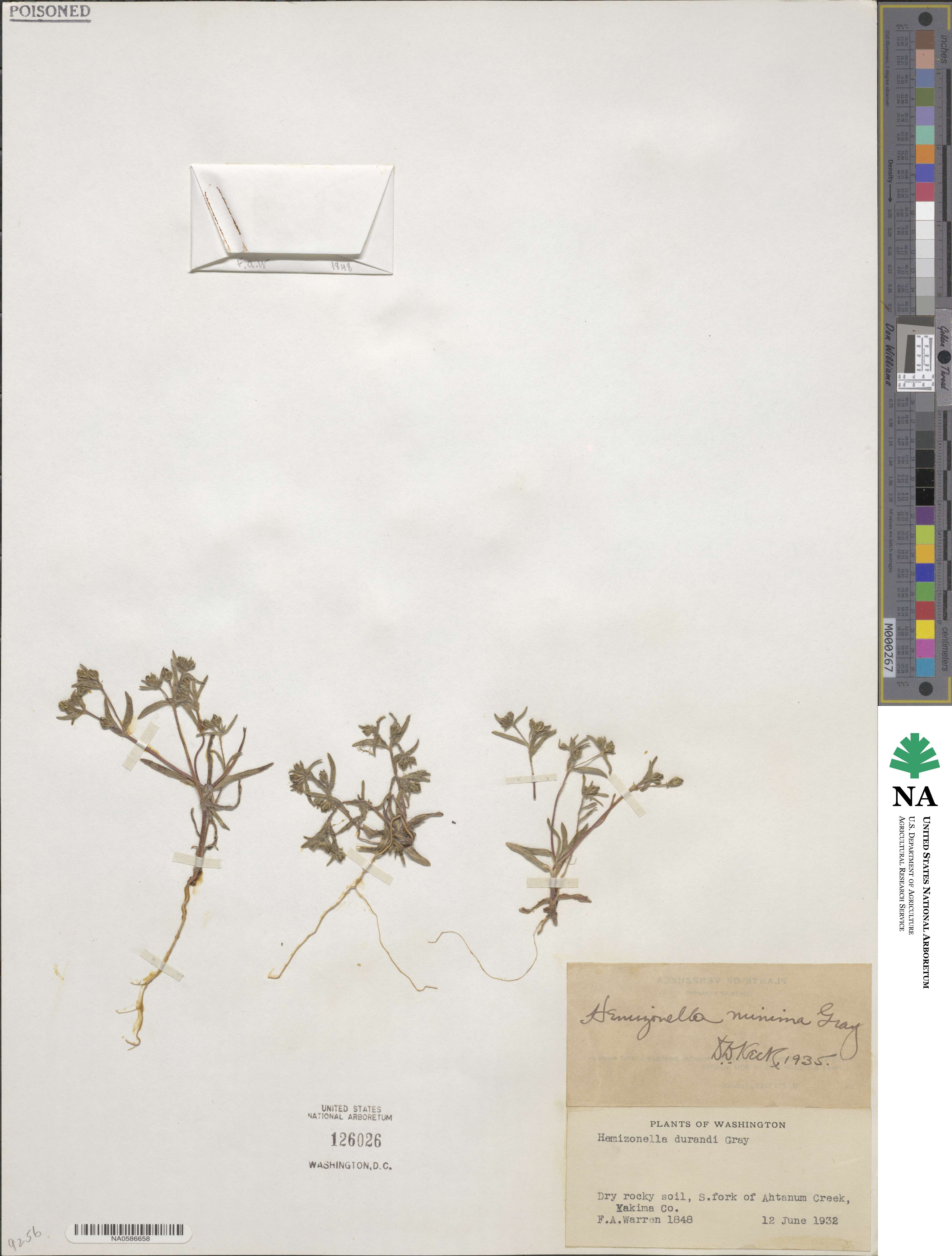 Hemizonella minima image