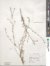 Lagophylla ramosissima image