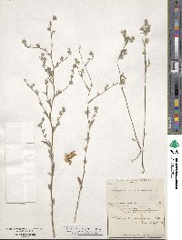 Lagophylla ramosissima image