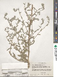 Lagophylla ramosissima image