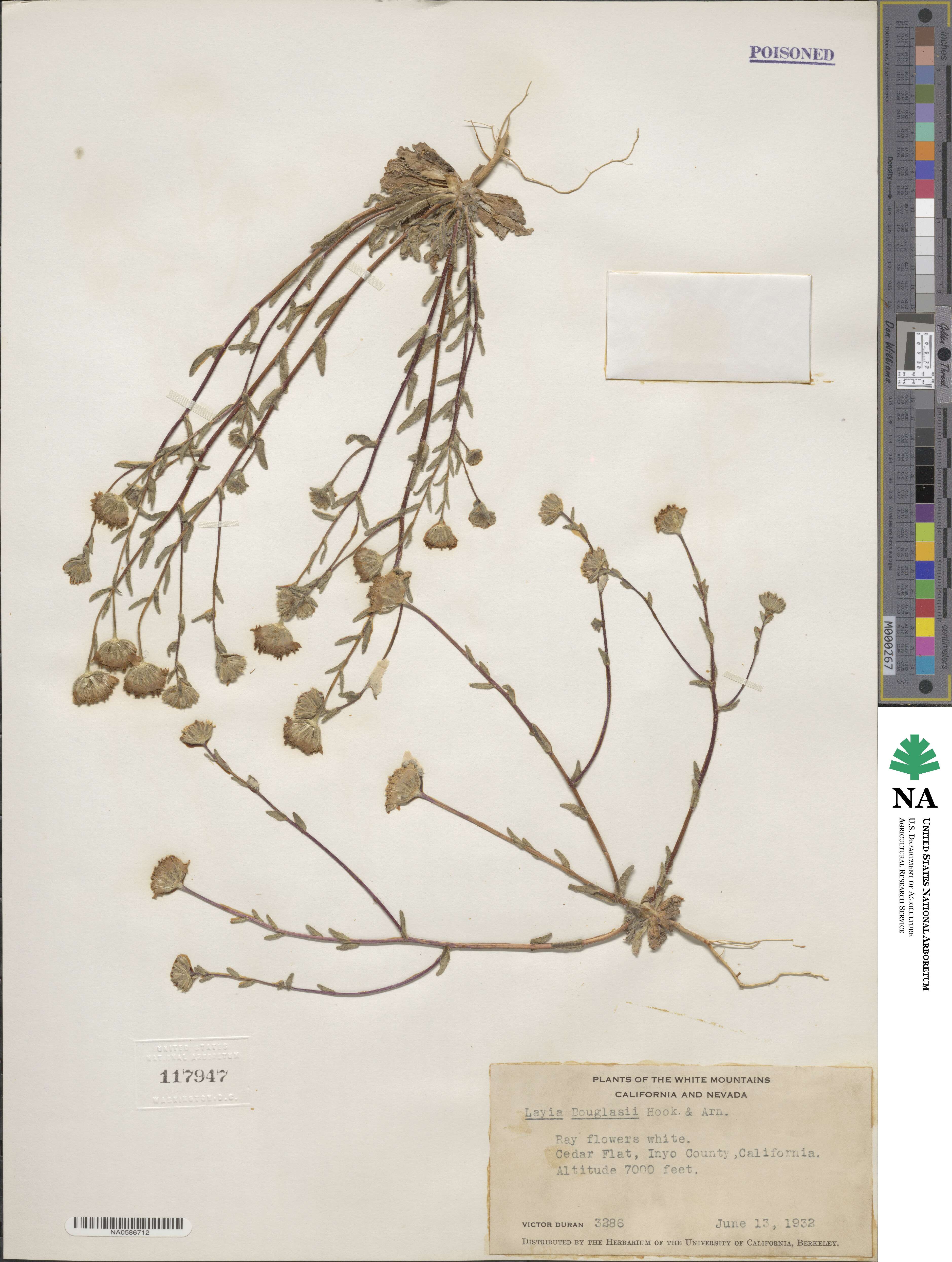 Layia glandulosa image