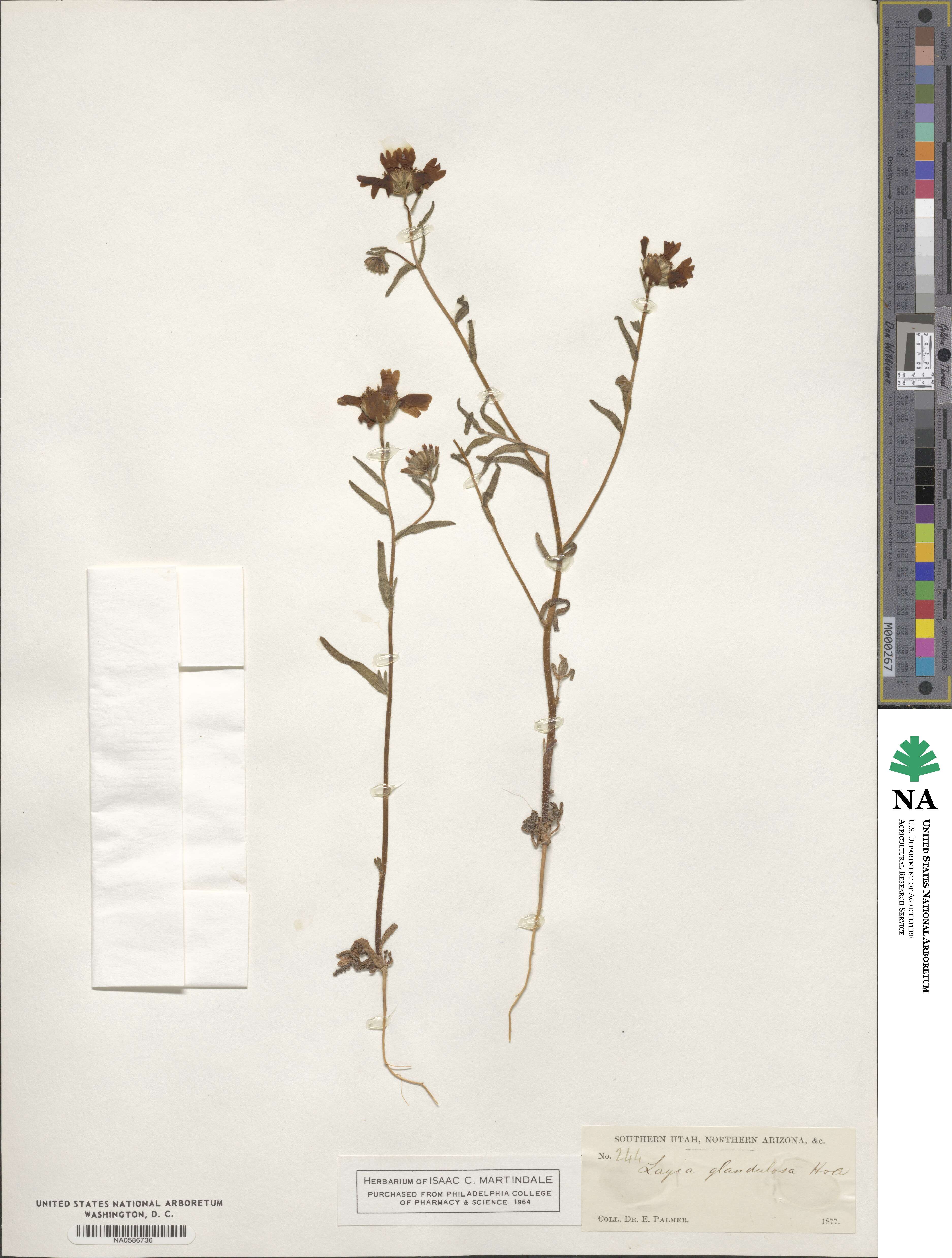Layia glandulosa image